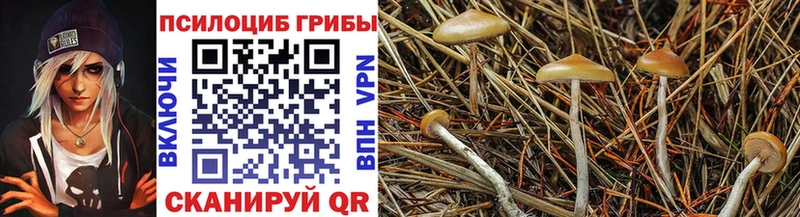 цена наркотик Карачаевск Галлюциногенные грибы Psilocybine cubensis